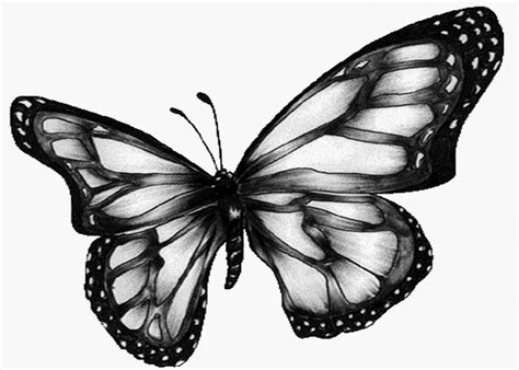 Free Black And White Butterfly, Download Free Black And White Butterfly png images, Free ...