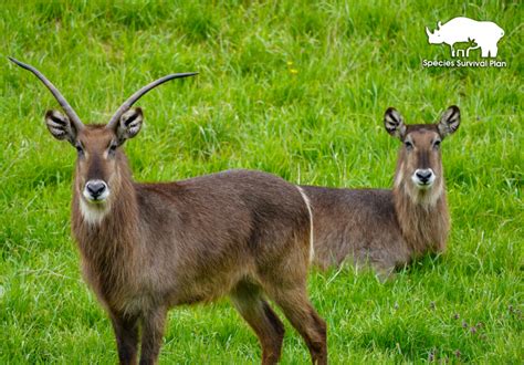 Waterbuck - Binder Park Zoo