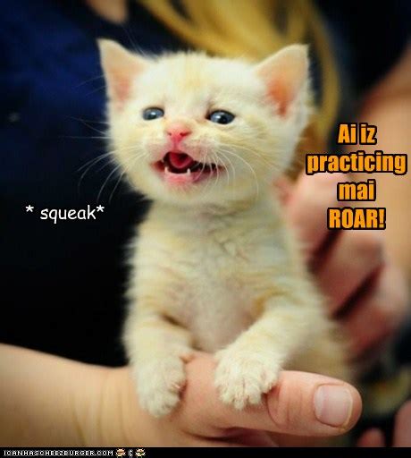 Ai tiny now, but ai be fierce someday! - Lolcats - lol | cat memes ...