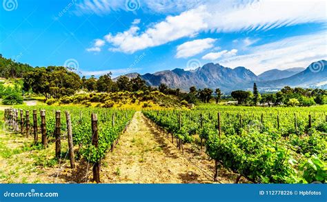 Vineyards of the Cape Winelands in the Franschhoek Valley in the ...