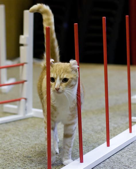 PET HEALTH CORNER: Cat Agility - Ontario SPCA and Humane Society