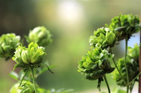 Premium Photo | Green roses in the garden