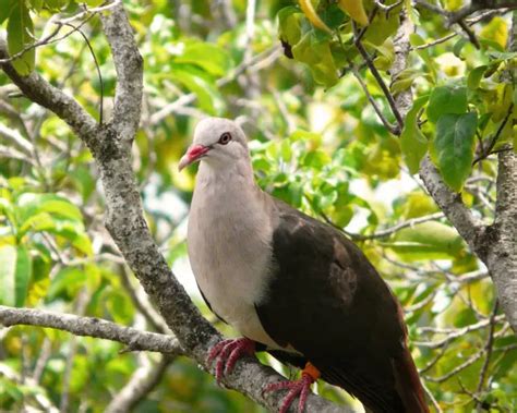 Pink Pigeon - Facts, Diet, Habitat & Pictures on Animalia.bio