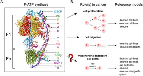 Mitochondrial ATP synthase monomer and its roles in cancer. (A) The ...