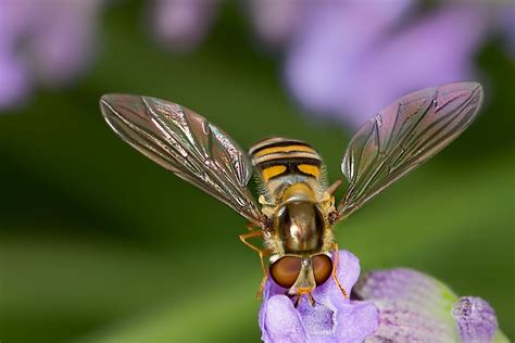 Hover fly by Allan Thomson / 500px | Macro photography, Hover, Lavender ...