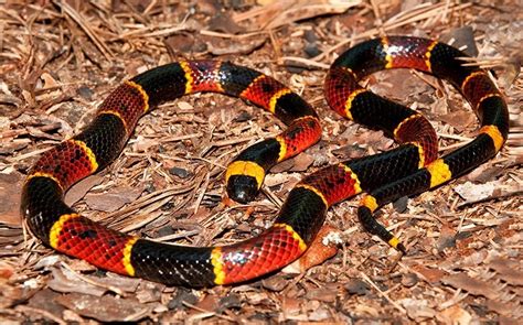 Coral Snake in Florida| Everglades Holiday Park