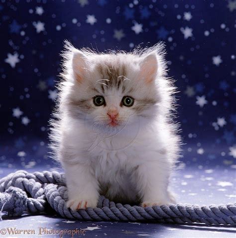 White Fluffy Cat Wallpapers - Wallpaper Cave