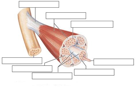 Muscle Tissue Diagram | Quizlet