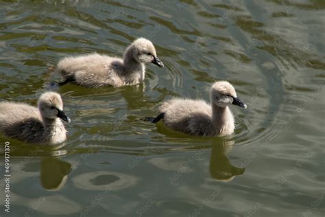 cygnets Stock Photo | Adobe Stock