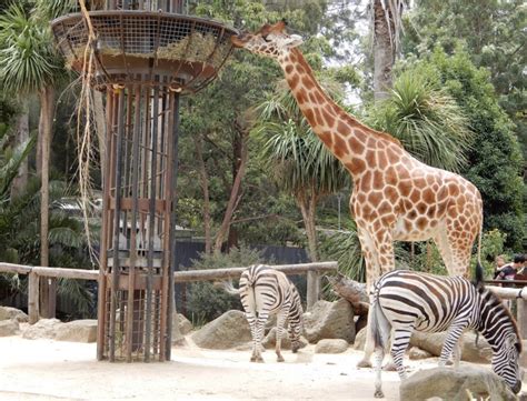 Melbourne Zoo - Trip with Toddler