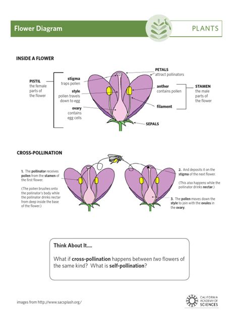 PLANTS Flower Diagram - 297 - Flower - Diagram | PDF