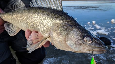 Walleye | Species - Page 5 | In-Depth Outdoors