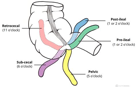 The Appendix - Retrocecal - Arterial supply - Appendicitis - TeachMeAnatomy