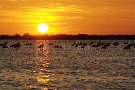 Flamingo on the Beach at Sunset Stock Photo - Image of coastline, beach: 8747024