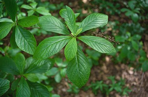 Clethra alnifolia (coastal sweet-pepperbush): Go Botany