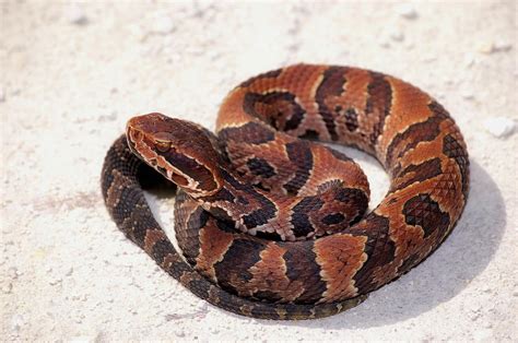 Juvenile Cottonmouth Photograph by Richard Leighton - Fine Art America