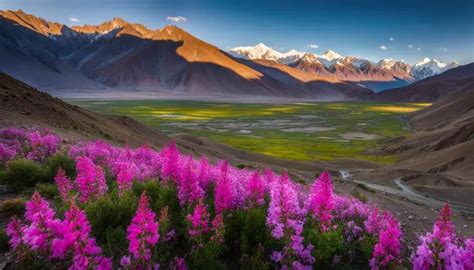 Ladakh India Wildflowers