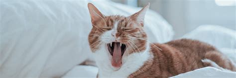 Why Is My Cat Sneezing? Should I Be Worried | Advice From A Vet