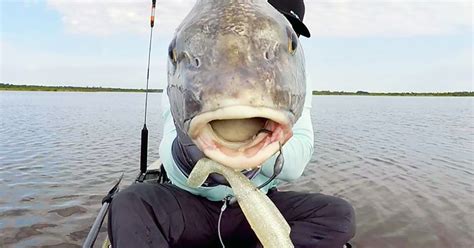 4 Best Fishing Lures For Black Drum (When To Use & How To Rig Them)