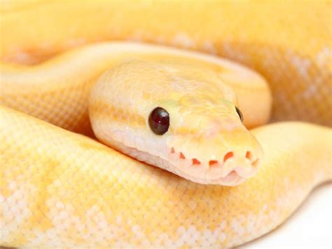 Morph List - World of Ball Pythons