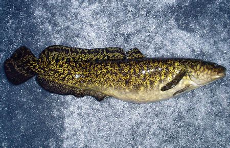 Burbot Species Profile, Alaska Department of Fish and Game