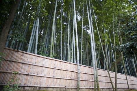 Free Stock Photo 6017 bamboo fence | freeimageslive