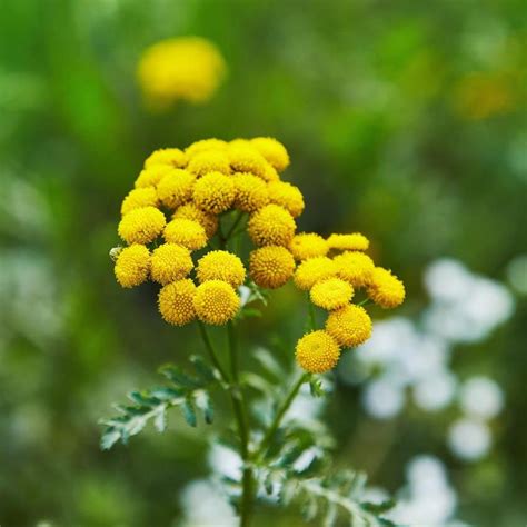 Tansy - tanacetum vulgare | Mayernik Kitchen