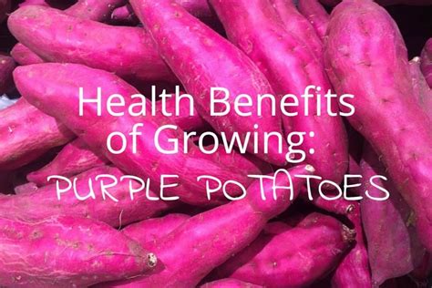 Health Benefits of Growing Purple Potatoes | Blog - Garden Buildings Direct