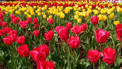 Fleur Pétale Rouge · Photo gratuite