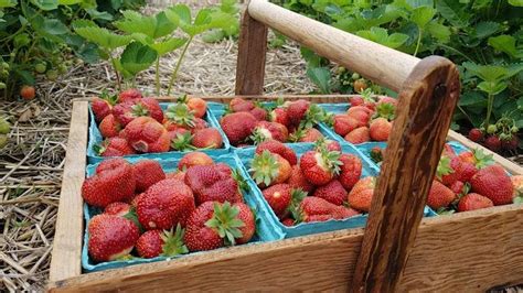 50+ Places for the Best Strawberry Picking Near Me - Days Out On The Farm