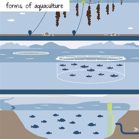 Forms Of Aquaculture - AQUABEST SEAFOOD | Fresh Tilapia & Rainbow Trout