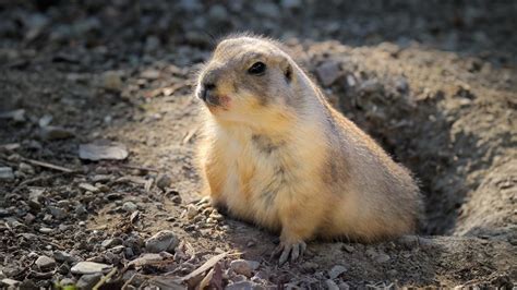 How to Get Rid of Groundhogs