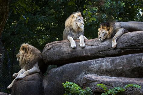 25 stunning animals seen at Zoo Atlanta | Slideshows | gwinnettdailypost.com