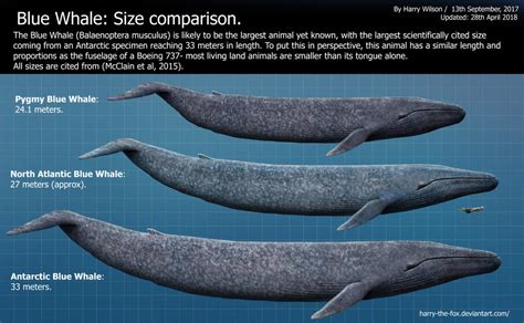 Blue Whale Size Chart by Harry-the-Fox on DeviantArt