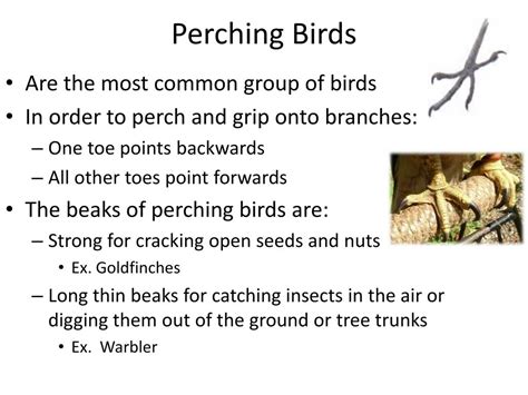 PPT - Groups of Birds PowerPoint Presentation, free download - ID:786386