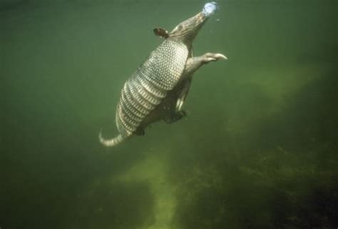 Armadillo, Mammals, Lizard, Fish, Pets, Pisces, Animals And Pets