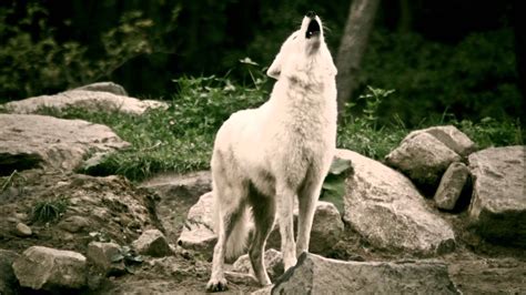 Howling white wolves wallpaper | 1920x1080 | #13433