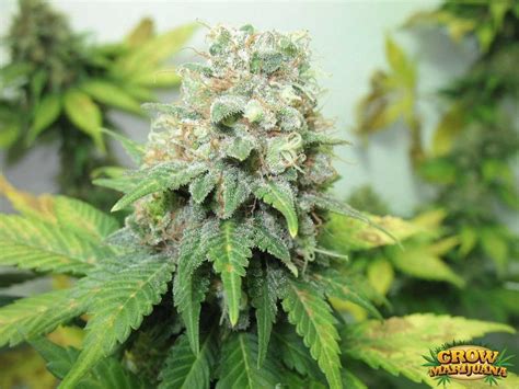 G13 Widow Seeds - Strain Review | Grow-Marijuana.com