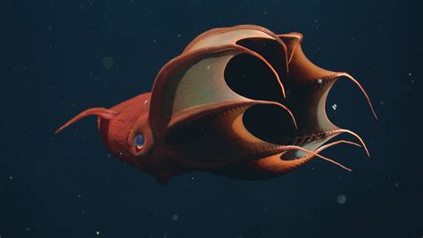 Vampire squid • MBARI