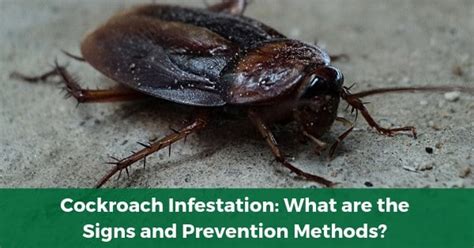 Cockroach Infestation: What are the Signs and Prevention Methods?