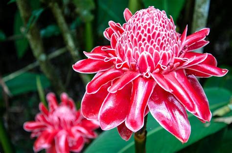 Types Of Flowering Ginger: Growing Ginger For Flowers In The Garden