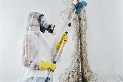 MOLD REMOVAL: DO IT YOURSELF, OR HIRE A PRO?