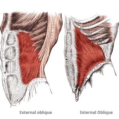 Internal and External Oblique Muscles Anatomy: Origin, Insertion, Actions - The Wellness Digest