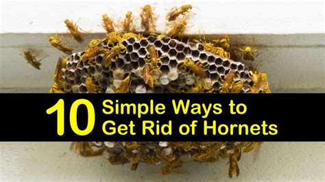 10 Simple Ways to Get Rid of Hornets