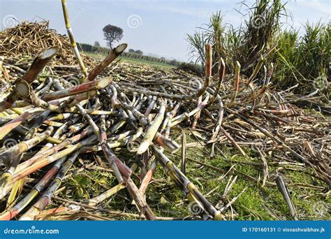 Sugarcane Crop Harvesting For Processing Royalty-Free Stock Photography ...