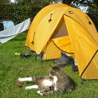 camping cat | Camping De Kersengaard (Sint Geertruid): deker… | Flickr