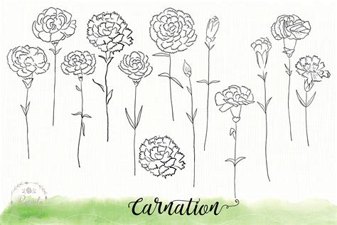 Carnation Flower Sketch Drawin Graphic by Rasveta · Creative Fabrica