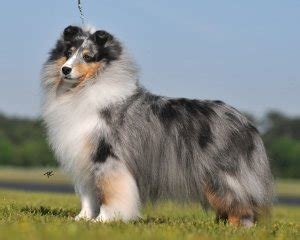 Sheltie Colors – American Shetland Sheepdog Association