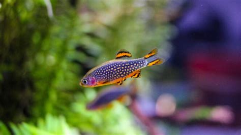 20 Smallest Freshwater Aquarium Micro Fish That STAY Small