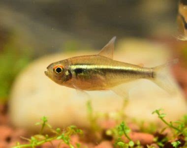 Black Neon Tetra Care: Diet, Breeding, Lifespan & More